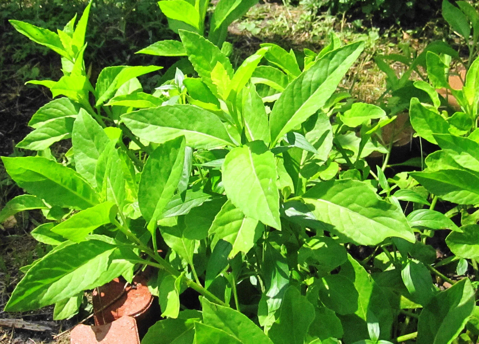 Gynura Procumbens Cuttings - Fully Rooted Longevity Spinach - Sabungai - 2 for $9.99
