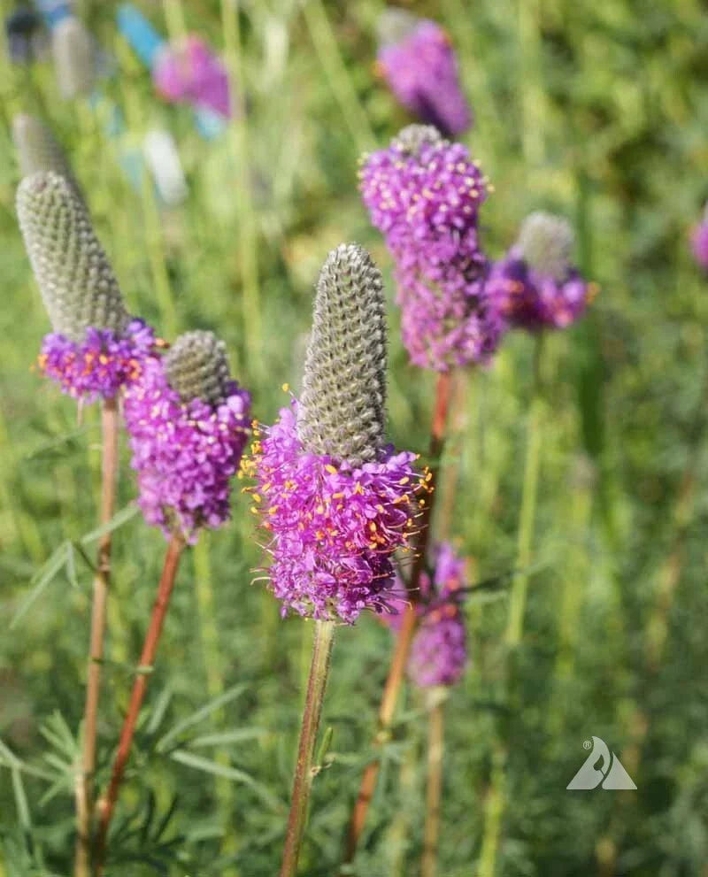 Purple Prairie Clover Seeds - Non-GMO 2000 Count - Legume for Honey Bees & Pollinators - Perennial Plant
