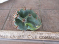 Columnar Cactus Cutting - Small Pup Cereus Peruvianus Spiralis - Unique Spiral Shape, Perfect for Indoor Decor