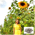 Skyscraper Sunflower Seeds | 20 Count | Rare Exotic Garden Seeds | Helianthus annuus