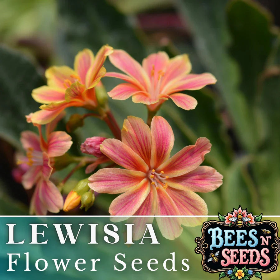 Cliff Lewisia Seeds - 35 or 100 Non-GMO Flower Seeds for Garden - Lewisia cotyledon