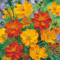 Cosmos Seeds - 200+ Polidor Mix - Colorful Flower Seeds for Garden Planting - Free Shipping in USA
