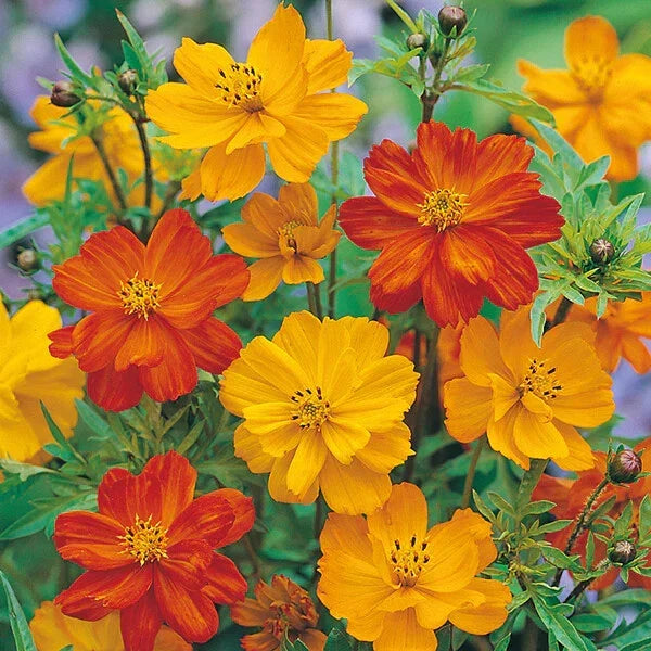 Cosmos Seeds - 200+ Polidor Mix - Colorful Flower Seeds for Garden Planting - Free Shipping in USA