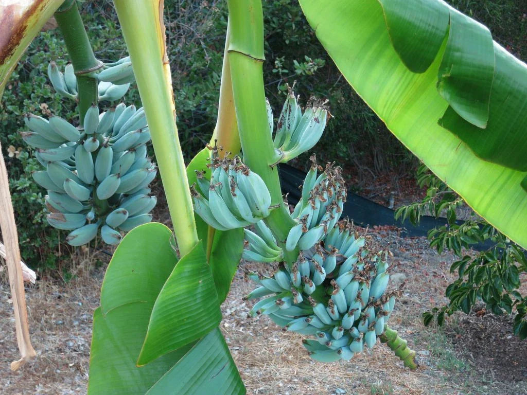 Live Banana Tree - Small Rooted Starter Plant - Musa Ice Cream (Blue Java) - Unique Tropical Fruit Plant