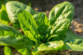 Noble Giant Spinach Seeds - 200 Non-GMO Seeds for Garden Planting, Spinacia oleracea