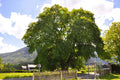 20 Big Leaf Linden Seeds - Tilia platyphyllos - Premium Bigleaf Tree Seeds for Planting