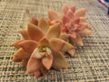 GRAPTOSEDUM "California Sunset" Cuttings - 2.5" Diameter - Unrooted Succulent Plants