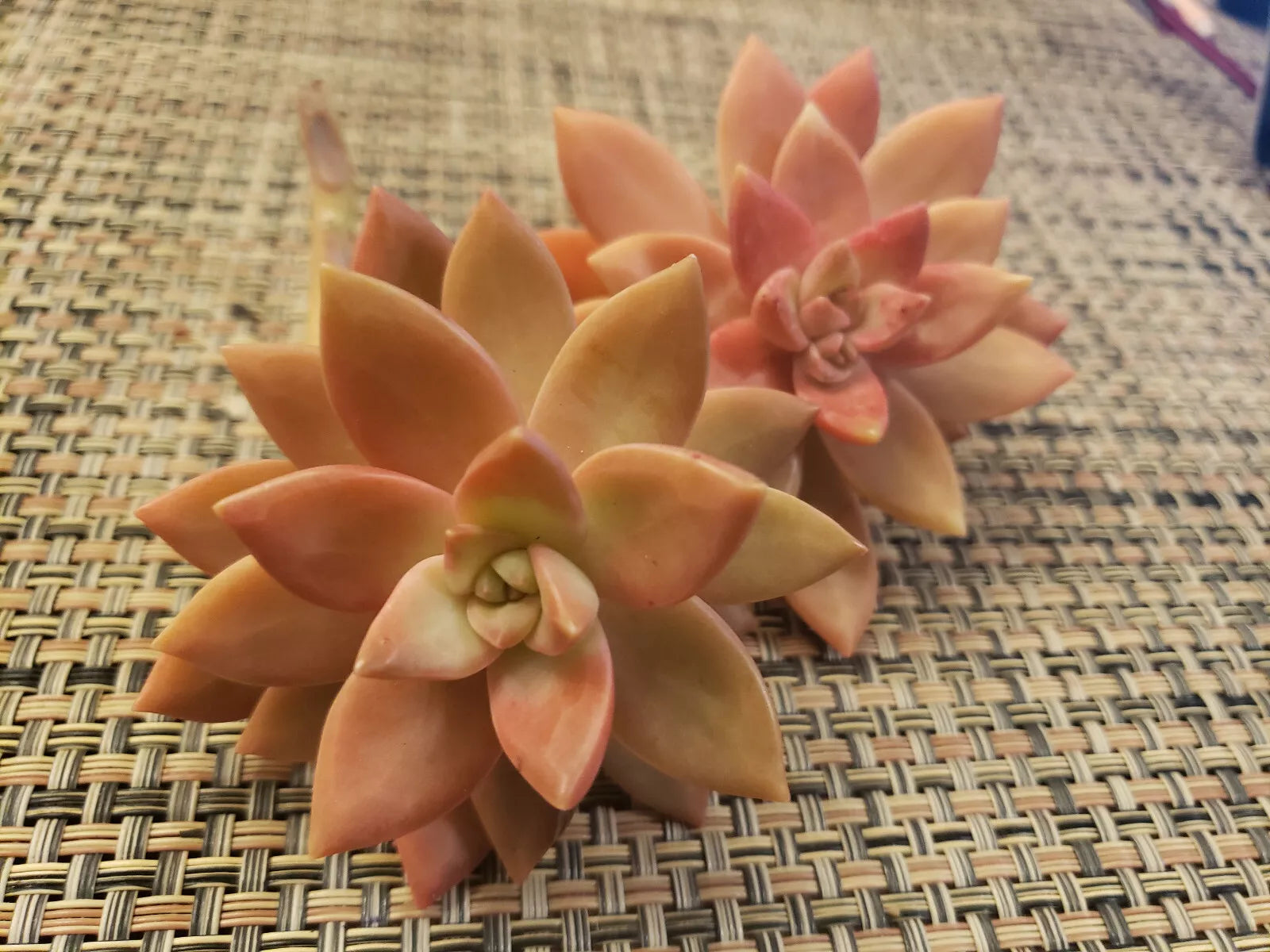 GRAPTOSEDUM "California Sunset" Cuttings - 2.5" Diameter - Unrooted Succulent Plants