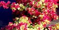 Bougainvillea Starter Plant - Small Sunstone Red Variety - Very Rare (HTF) - Well Rooted