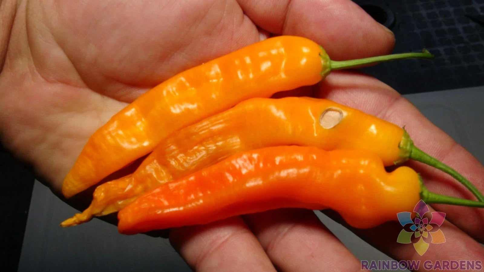 Aji Ahuachapau Hot Pepper Seeds - 25+ Pack - Garden Planting - USA Grown - Capsicum baccatum