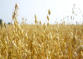Oats Seeds for Planting - Non-GMO, Organic, Heirloom Variety - Avena sativa