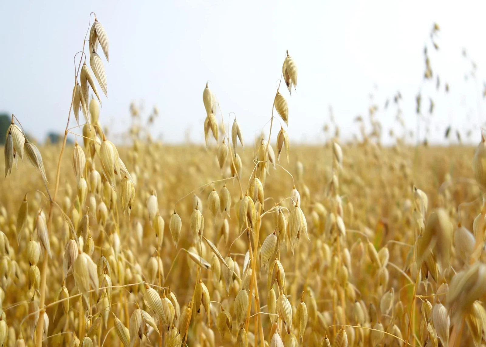 Oats Seeds for Planting - Non-GMO, Organic, Heirloom Variety - Avena sativa