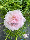 Unrooted Cuttings - 5 Soft Pink Portulaca Moss Rose - Portulaca grandiflora