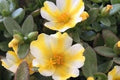 LEMON TWIST Portulaca Oleracea - Colorful Purslane Ground Cover Plant - US Seller