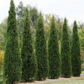 Eastern Red Cedar Tree Seeds - 25+ Seeds - Juniperus virginiana - Native Tree for Landscaping and Wildlife