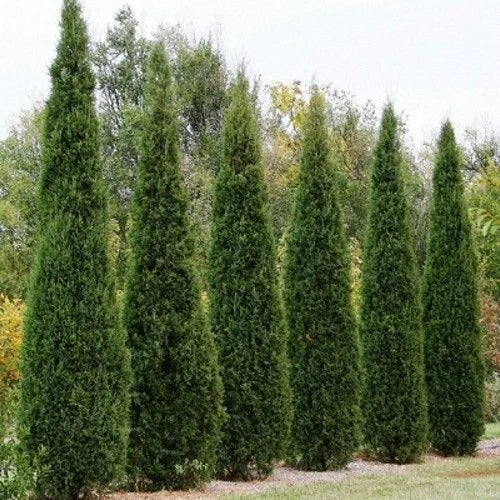 Eastern Red Cedar Tree Seeds - 25+ Seeds - Juniperus virginiana - Native Tree for Landscaping and Wildlife