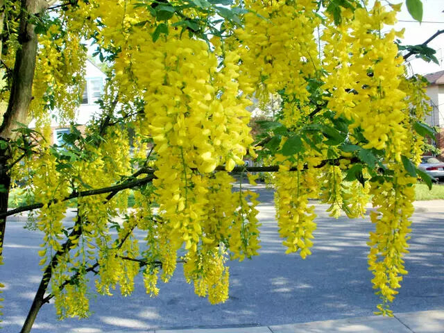 Golden Chain Tree Seeds - 50 Count, Fast Growing Hardy Tree, Laburnum anagyroides
