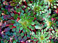 Mosaic Plant Set of 2 - Ludwigia Sedioides - Easy Live Aquarium & Pond Aquatic Plants - Lush Green Foliage
