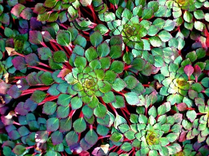 Mosaic Plant Set of 2 - Ludwigia Sedioides - Easy Live Aquarium & Pond Aquatic Plants - Lush Green Foliage