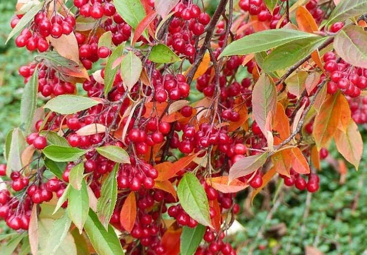 Red Chokeberry Seeds - 30 Pack for Planting - Aronia arbutifolia - Aronia Berry Tree
