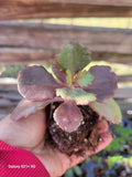 Kalanchoe Fedtschenkoi Succulent Plant - Lavender Scallops in 2.5 Inch Pot - Indoor Houseplant