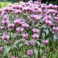 Bee Balm Live Plant 4"-9" Tall Organic Perennial Monarda Fistulosa Beneficial for Bees Hummingbirds Non-GMO