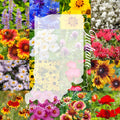 Wildflower Seed Mix 1/2LB Bulk Indiana Colorful Blooms - Covers 2,000 sq ft (Various Species)