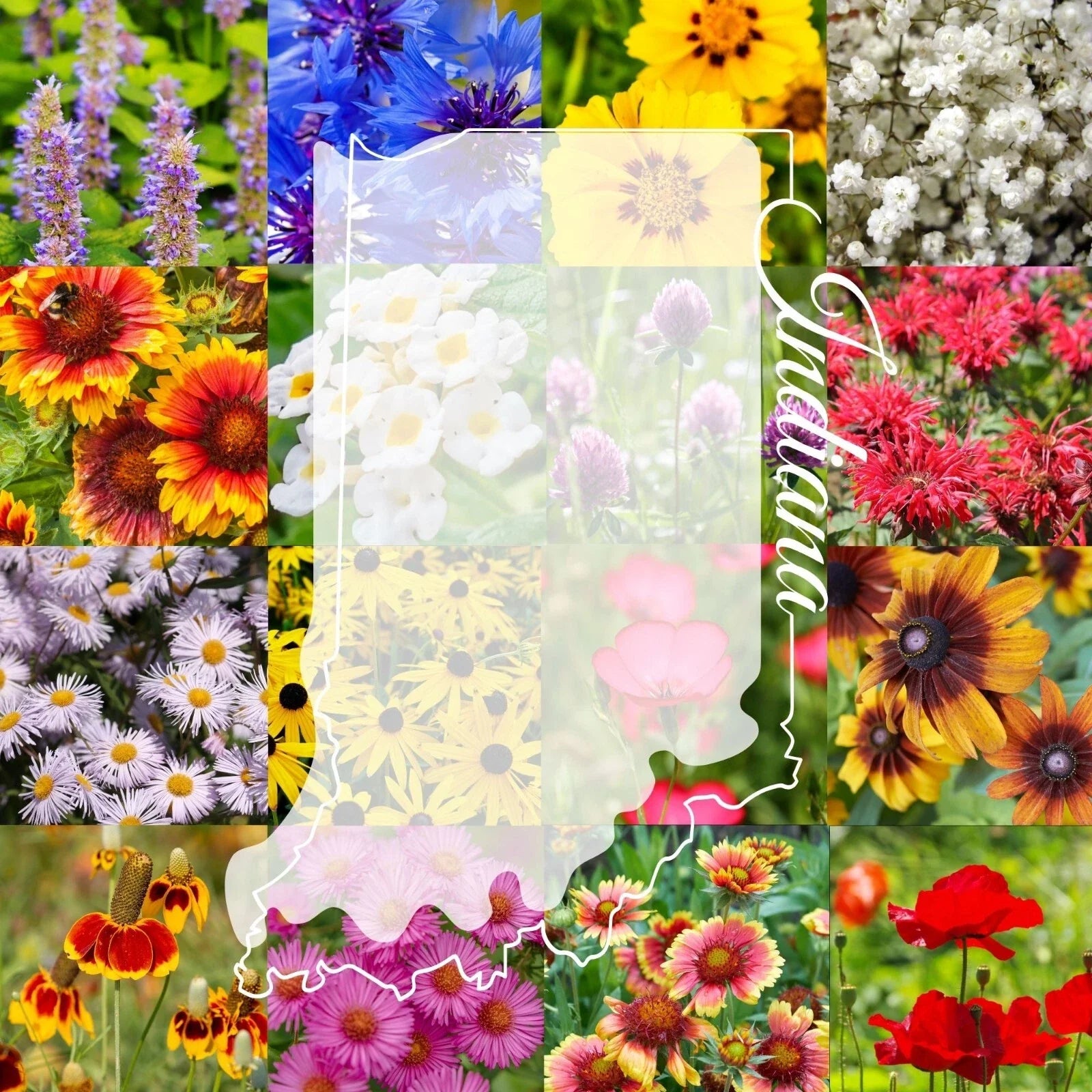 Wildflower Seed Mix 1/2LB Bulk Indiana Colorful Blooms - Covers 2,000 sq ft (Various Species)