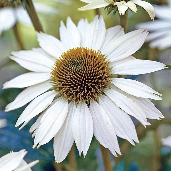 White Swan Coneflower Seeds | 25-400 Non-GMO Seeds | Echinacea purpurea | Free Shipping
