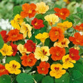 Nasturtium Flower Seeds, Jewel Mix, Dwarf Heirloom Variety, Tropaeolum majus