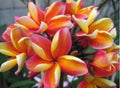 Rooted Plumeria Plant Cutting, 10" Maka'a Sunn, Fragrant Flowers, Plumeria spp.