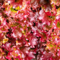 Red Salad Bowl Leaf Lettuce Seeds - 5000 Non-GMO Seeds (Lactuca sativa) - Free Shipping