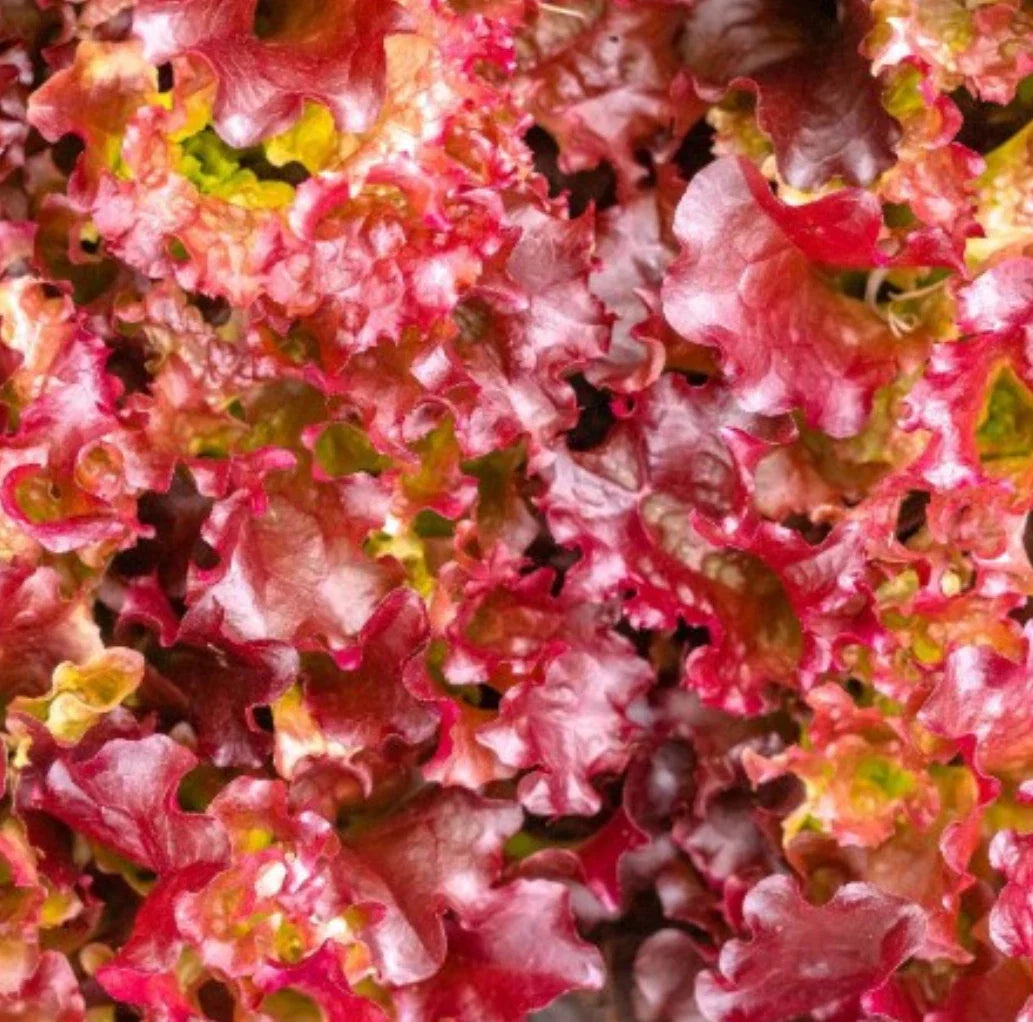 Red Salad Bowl Leaf Lettuce Seeds - 5000 Non-GMO Seeds (Lactuca sativa) - Free Shipping