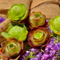 Mountain Rose Succulent Set - 6-Pack Rare 1.5" Succulents - Beautiful Variety for Home Decor - Ideal Houseplants