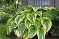 Hosta Plant - Golden Crown - Gold Edged Plantain Lily - Perennial Shade Plant - Ideal for Hummingbirds