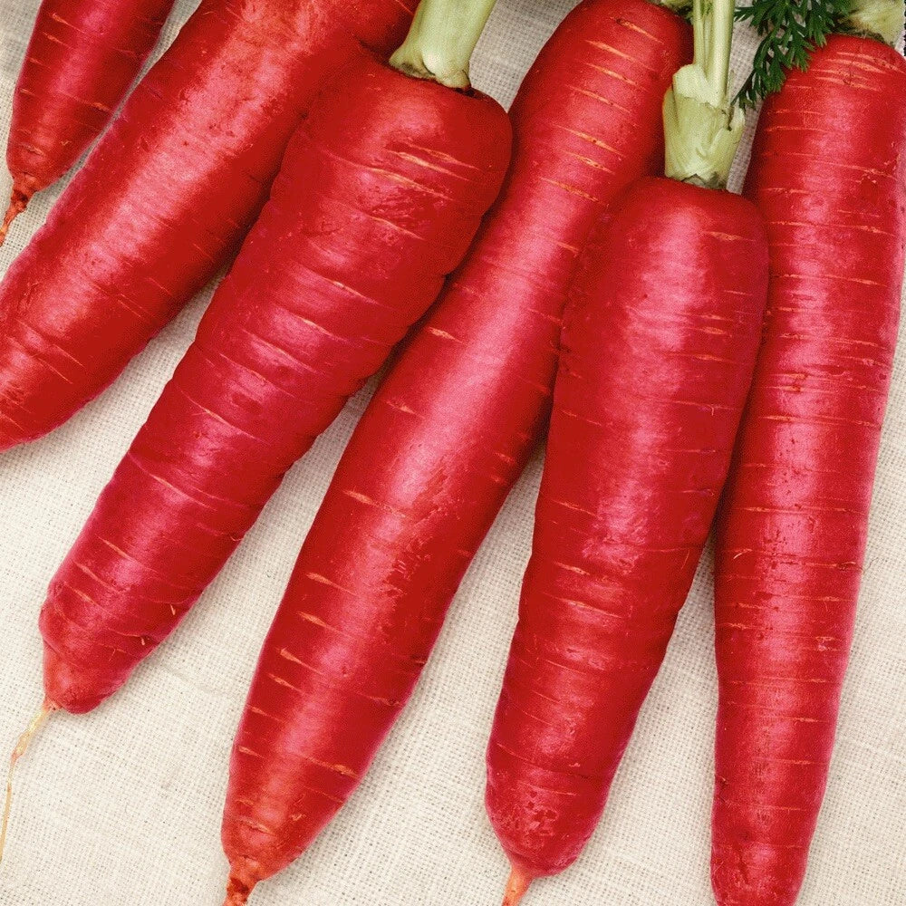 200 Atomic Red Carrot Seeds | Organic | Rare Variety | Crisp, Mild Sweet Flavor | Daucus carota