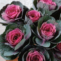 Condor Red Ornamental Kale Seeds - 10 Organic Seeds - Brassica oleracea - USA Grown, Ships Free