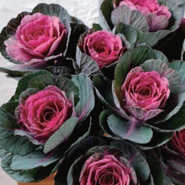Condor Red Ornamental Kale Seeds - 10 Organic Seeds - Brassica oleracea - USA Grown, Ships Free