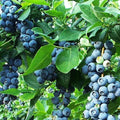 Vaccinium Blueberry Live Plant 6-12 Inches Razz Variety Vaccinium corymbosum Sweet Flavorful Fruit, Northern Highbush