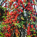 Live Weeping Yaupon Holly Plant – 4-6" Tall – Soil-Wrapped Roots – Ilex vomitoria