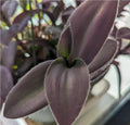 Purple Furry Wandering Jew Cuttings in 2" or 4" Pot, Tradescantia zebrina, Easy Care Indoor Plant