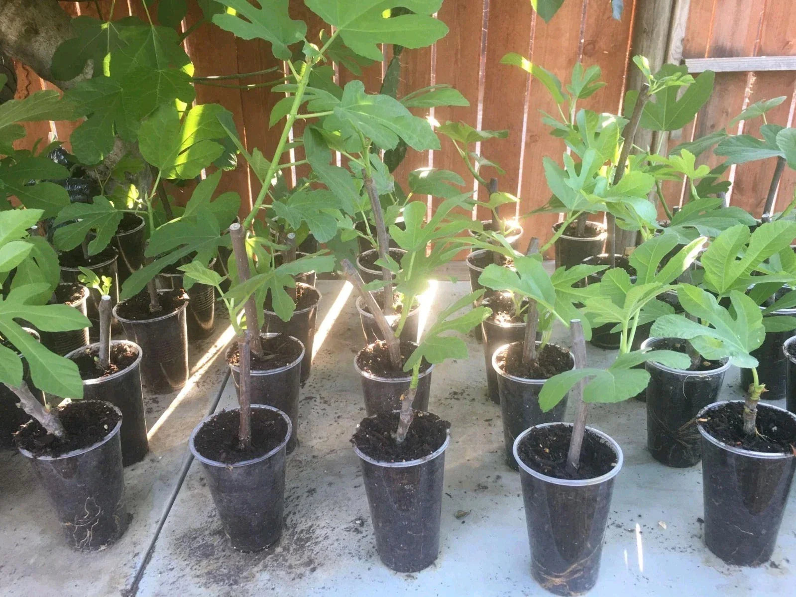 Fig Tree Plant - Violette de Bordeaux - Live Ficus carica - Edible Fruit - Indoor/Outdoor Gardening