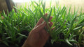 Live Cooper's Ice Plant Cuttings - 7 Coastal Pig Face Cuttings, 3-4 Inches Tall (Delosperma cooperi)