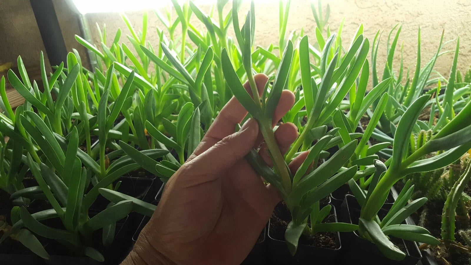 Live Cooper's Ice Plant Cuttings - 7 Coastal Pig Face Cuttings, 3-4 Inches Tall (Delosperma cooperi)