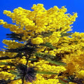10 Sweet Acacia Tree Seeds - Fast Growing Wattle Flower - Acacia farnesiana