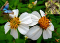 Spanish Needle Seeds - 150+ Pack - Beggar's Tick, Blur Marigold, Black Jack - Biden alba