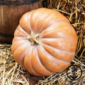 Heirloom Fairytale Pumpkin Seeds - Non-GMO Winter Squash - Cucurbita maxima