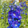 Delphinium Seeds - 200+ Guardian Blue Variety - Perennial Flower Seeds for Garden Planting - Delphinium elatum