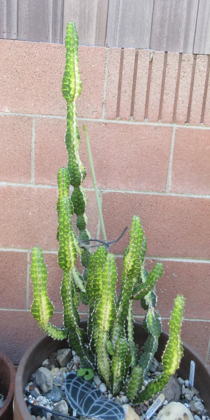 Euphorbia 'Watusi' Cutting 6" - Bill Baker Hybrid Rare Succulent Plant