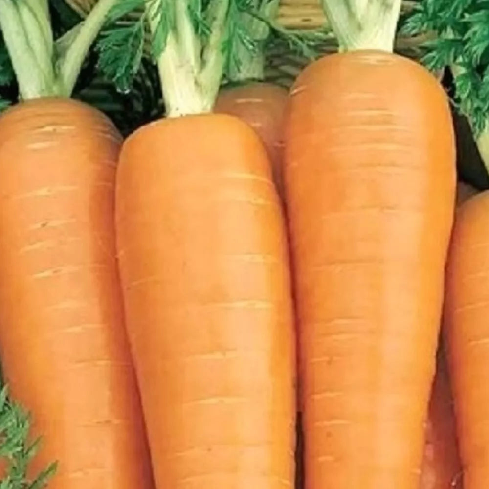 Danvers 126 Carrot Seeds | Heirloom NON-GMO Vegetable Seeds | Organic Gardening | Daucus carota